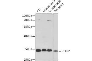 Western blot analysis of extracts of various cell lines, using REEP2 Rabbit pAb (ABIN7269887) at 1:1000 dilution. (REEP2 Antikörper  (AA 93-252))