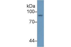 STAT4 Antikörper  (AA 505-737)