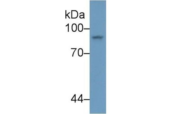 STAT4 Antikörper  (AA 505-737)