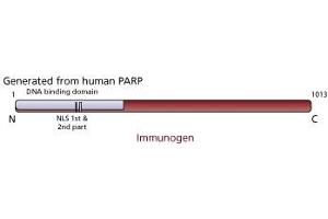 Image no. 2 for anti-Poly (ADP-Ribose) Polymerase 1 (PARP1) antibody (ABIN967540) (PARP1 Antikörper)