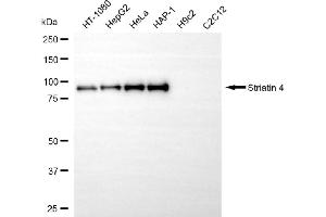 Western blotting analysis using striatin 4 antibody (ABIN7800444). (Rekombinanter STRN4 Antikörper)
