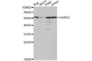 Western blot analysis of extracts of various cell lines, using CHEK2 antibody. (CHEK2 Antikörper  (AA 1-220))