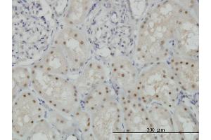 Immunoperoxidase of monoclonal antibody to CDADC1 on formalin-fixed paraffin-embedded human kidney. (CDADC1 Antikörper  (AA 423-514))