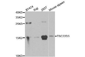 Western blot analysis of extracts of various cell lines, using TSC22D3 antibody. (TSC22D3 Antikörper)