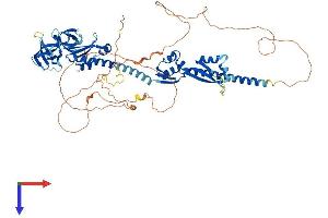 FXR2 Protein (AA 1-673) (His tag)