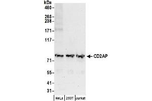 anti-CD2-Associated Protein (Cd2ap) (AA 689-639) antibody