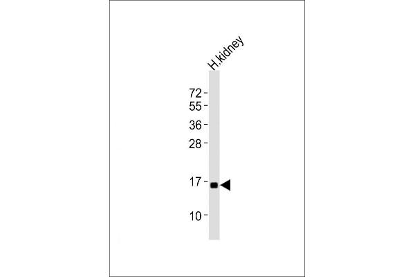 NFE4 Antikörper  (C-Term)