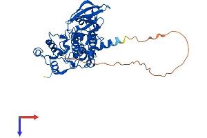 CSNK2A1/CK II alpha Protein (AA 1-391) (His tag)