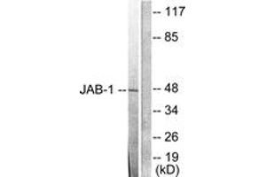 Western blot analysis of extracts from LOVO cells, using JAB1 Antibody.