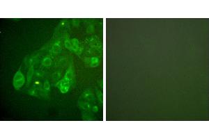 Peptide - +Immunofluorescence analysis of A549 cells, Connexin 43 antibody (#30038). (Connexin 43/GJA1 Antikörper)