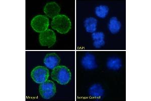 Immunofluorescence staining of fixed Daudi cells with anti-CD40 antibody 5D12. (Rekombinanter CD40 Antikörper)