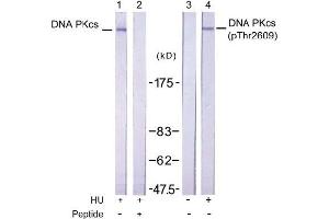 Image no. 1 for anti-Protein Kinase, DNA-Activated, Catalytic Polypeptide (PRKDC) (pThr2609) antibody (ABIN196898) (PRKDC Antikörper  (pThr2609))