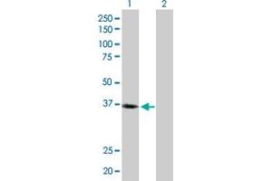Western Blot analysis of LAIR1 expression in transfected 293T cell line by LAIR1 MaxPab polyclonal antibody.