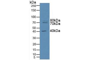 Figure. (RFTN1 Antikörper  (AA 288-520))