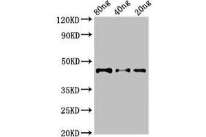 Western Blot Positive WB detected in Recombinant protein All lanes: DYNC2H1 antibody at 2. (DYNC2H1 Antikörper  (AA 1928-2065))