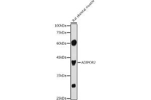 Western blot analysis of extracts of Rat skeletal muscle, using  antibody (ABIN6127413, ABIN6136583, ABIN6136584 and ABIN6216527) at 1:1000 dilution. (Adiponectin Receptor 2 Antikörper  (AA 1-80))