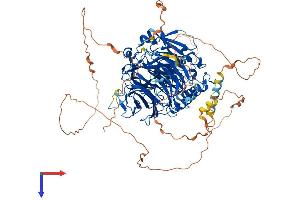 GTF3C2 Protein (AA 1-907) (His tag)