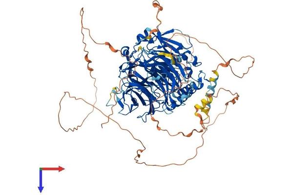 GTF3C2 Protein (AA 1-907) (His tag)