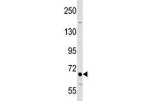 DR6 antibody western blot analysis in A549 lysate. (TNFRSF21 Antikörper  (AA 356-385))