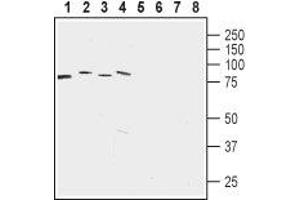 Western blot analysis of rat brain membrane (lanes 1 and 5), mouse brain membrane (lanes 2 and 6), human acute lymphoblastic leukemia (MOLT-4) (lanes 3 and 7) and human colorectal adenocarcinoma (HT-29) cell lysates: - 1-4. (LETM1 Antikörper  (Intracellular, Mitochondrial Matrix))