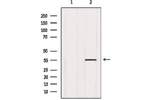 Western blot analysis of extracts from Hela, using GPR141 Antibody. (GPR141 Antikörper  (Internal Region))