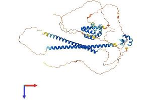 RUNX1T1 Protein (AA 1-577) (His tag)