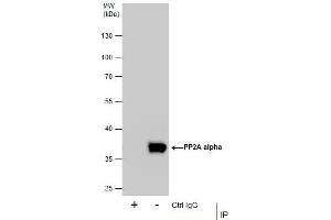 IP Image Immunoprecipitation of PP2A alpha protein from 293T whole cell extracts using 5 μg of PP2A alpha antibody, Western blot analysis was performed using PP2A alpha antibody, EasyBlot anti-Rabbit IgG  was used as a secondary reagent. (PPP2CA Antikörper  (C-Term))