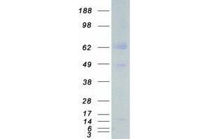 ARMS2 Protein (Myc-DYKDDDDK Tag)