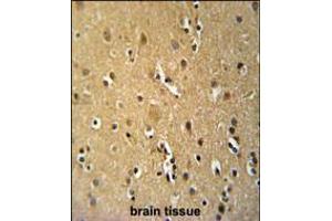 TNFRSF8-Y479 Antibody immunohistochemistry analysis in formalin fixed and paraffin embedded human brain tissue followed by peroxidase conjugation of the secondary antibody and DAB staining. (TNFRSF8 Antikörper  (AA 458-487))