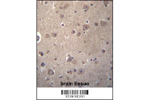 SNX4 Antibody immunohistochemistry analysis in formalin fixed and paraffin embedded human brain tissue followed by peroxidase conjugation of the secondary antibody and DAB staining. (Sorting Nexin 4 Antikörper  (C-Term))
