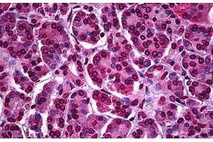 Human Pancreas: Formalin-Fixed, Paraffin-Embedded (FFPE) (ATF5 Antikörper  (AA 101-200))