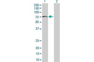 Western Blot analysis of IGF2BP2 expression in transfected 293T cell line by IGF2BP2 MaxPab polyclonal antibody. (IGF2BP2 Antikörper  (AA 1-598))