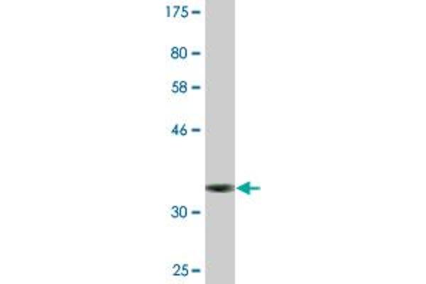 Formin-Like 1 antibody  (AA 893-991)