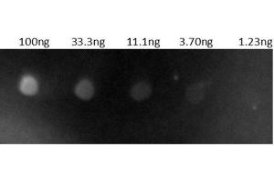 Dot Blot results of Goat Anti-Human IgG Antibody Rhodamine Conjugate. (Ziege anti-Human IgG (Heavy & Light Chain) Antikörper (TRITC) - Preadsorbed)