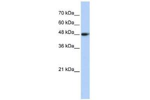 Carboxypeptidase N1 antibody used at 1 ug/ml to detect target protein.