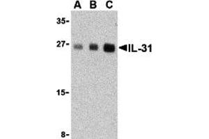 Western Blotting (WB) image for anti-Interleukin 31 (IL31) (Middle Region) antibody (ABIN1030957) (IL-31 Antikörper  (Middle Region))