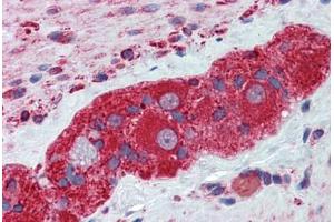 Human Small Intestine, Myenteric Plexus: Formalin-Fixed, Paraffin-Embedded (FFPE) (TUBB2A Antikörper  (AA 1-446))