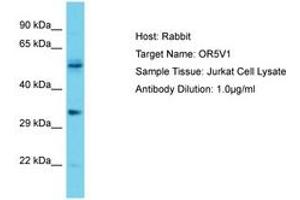 Image no. 1 for anti-Olfactory Receptor, Family 5, Subfamily V, Member 1 (OR5V1) (AA 215-264) antibody (ABIN6750695)