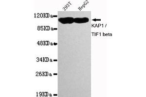 Western blot detection of K / TIF1 beta in 293T and HepG2 cell lysates using K / TIF1 beta mouse mAb (1:1000 diluted). (KAP1 Antikörper)