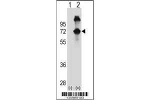 Western blot analysis of ASPSCR1 using rabbit polyclonal ASPSCR1 Antibody using 293 cell lysates (2 ug/lane) either nontransfected (Lane 1) or transiently transfected (Lane 2) with the ASPSCR1 gene. (ASPSCR1 Antikörper  (N-Term))