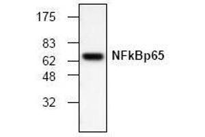 Western Blotting (WB) image for anti-Nuclear Factor-kB p65 (NFkBP65) antibody (ABIN126921)