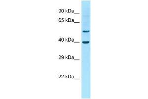Host: Rabbit Target Name: Gja10 Sample Type: Rat Thymus lysates Antibody Dilution: 1. (GJa10 Antikörper  (Middle Region))