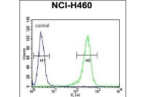 CD2BP2 Antibody (N-term) (ABIN654903 and ABIN2844551) flow cytometric analysis of NCI- cells (right histogram) compared to a negative control cell (left histogram). (CD2BP2 Antikörper  (N-Term))