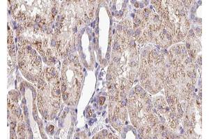 ABIN6272931 at 1/100 staining Mouse kidney tissue by IHC-P. (SQRDL Antikörper)