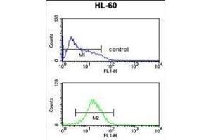 NR1I2 Antibody (Center) (ABIN652618 and ABIN2842413) flow cytometric analysis of HL-60 cells (bottom histogram) compared to a negative control cell (top histogram). (NR1I2 Antikörper  (AA 100-127))