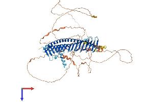 Junctophilin 3 Protein (JPH3) (AA 1-744) (His tag)