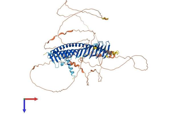 Junctophilin 3 Protein (JPH3) (AA 1-744) (His tag)