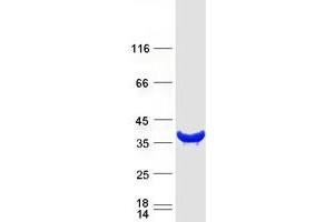 Validation with Western Blot (KCTD10 Protein (Myc-DYKDDDDK Tag))