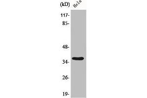 Western Blot analysis of 293 cells using Bub3 Polyclonal Antibody (BUB3 Antikörper  (C-Term))