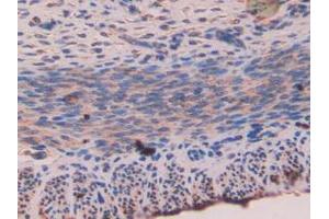 Immunohistochemistry (IHC) image for anti-Nucleobindin 2 (NUCB2) (AA 25-420) antibody (ABIN7442231)
